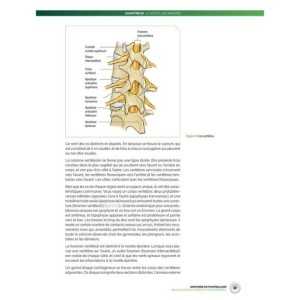 Anatomie du footballeur
